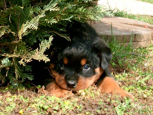 Adopt A Rottweiler Puppy For Your Family Today