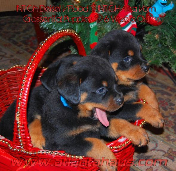 Rottweiler Puppies in the home