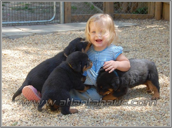 German rottweiler Puppies Playing With Aeva Lee
