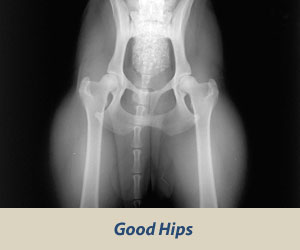 Good Rottweiler Hip Grading