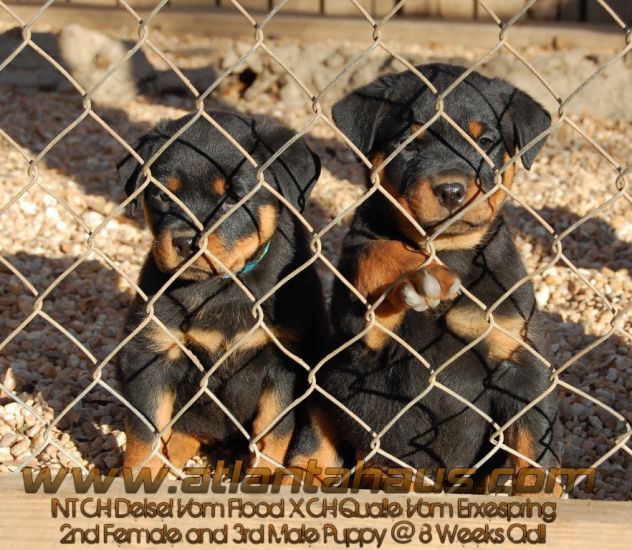 Qualle and Diesel Rottweiler Puppies