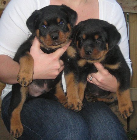 Champion Rottweilers From An Ethical Breeder