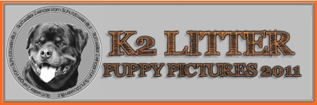 K2 Rottweiler Puppies Pictures and Videos